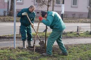 U toku sadnja više od 100 novih sadnica na ulicama Sombora