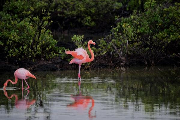 Zašto su flamingosi ružičasti