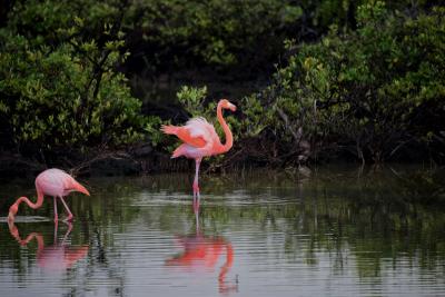 Zašto su flamingosi ružičasti