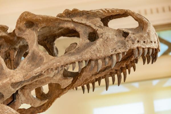 Da nije bilo asteroida dinosaurusi bi još bili tu