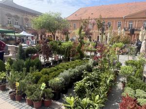 Sajam cveća u Somboru
