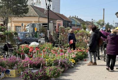 Prolećni festival cveća u petak i subotu u Kuli