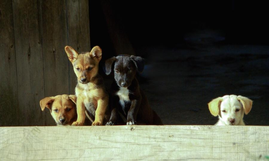 Stručnjak za pse otkriva koje tri rase bi preporučio baš svakome