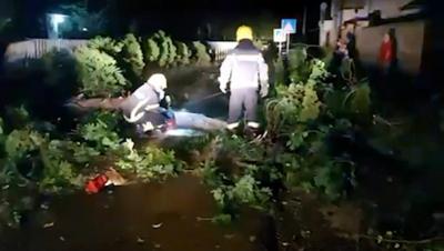 Nevreme tokom noći širom Vojvodine: Vetar obarao stabla, prekidi u snabdevanju strujom, požari od udara groma