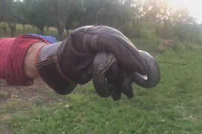 "KAKVA JE OVO ZMIJA?!" Pančevac ugledao gmizavca u dvorištu, a kada je saznao o čemu je ZAPRAVO REČ, usledio je ŠOK (FOTO)