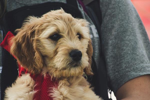 Da li vašem psu trebaju dodaci ishrani - veterinari imaju jasan odgovor