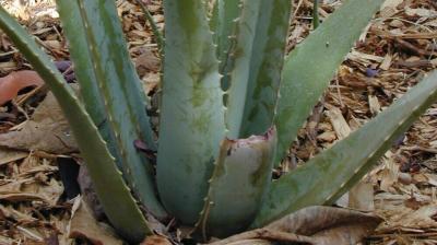 Zašto je aloe vera čudesna biljka i sveprisutni melem