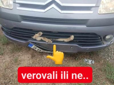 Neverovatno! Ovaj pas zaslužuje da nađe sebi dom