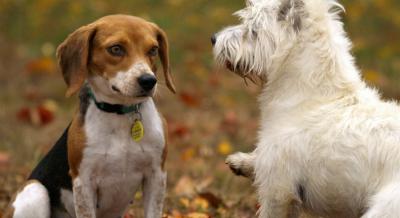 Veterinari savetuju: Najbolji načini da produžite život svom psu