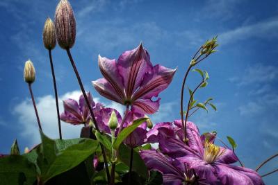 Proleće je pravo vreme za presađivanje biljaka - kako da to uradite bez greške