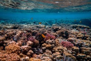 Korali opet nestaju na Velikom grebenu Australije