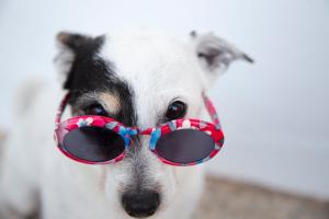 Veterinari upozorili: Ljubimci pate jer ih ljudi tretiraju kao decu