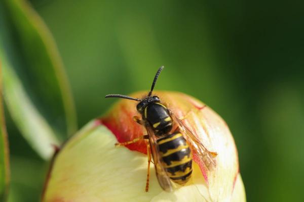 Ubod ose može da bude smrtonosan: Evo kako da na vreme prepoznate reakciju