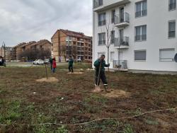 Sombor: Posađeno 20 sadnica javora