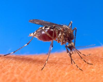 Najezda komaraca zbog kiše: Prskanje je nemoguće ali evo kako možete da se zaštitite