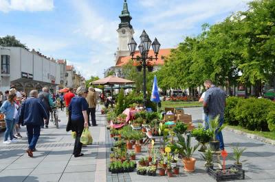 Festival cveća u Somboru: Bogata ponuda cvetne rasade