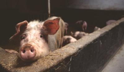 RZS: U Srbiji za godinu dana smanjen broj svinja za skoro 20 odsto