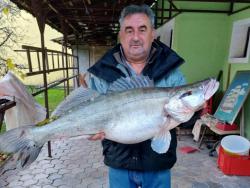 Ribolovac iz Apatina ulovio smuđa teškog 13 kilograma