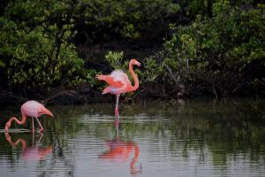 Flamingosi su ružičasti predatori – njihov način lova začudio je naučnike