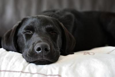 Koliko spavanja je potrebno vašem psu?