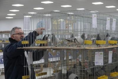 MEĐUNARODNI SAJAM PERADARSTVA U SOMBORU Više od trodnevnog šepurenja, 2.500 eksponata PRIPREMA ZA JUBILEJ