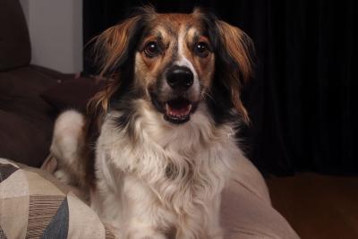 Stroga pravila u avionima: Paprene kazne ako ove stvari radite sa ljubimcima