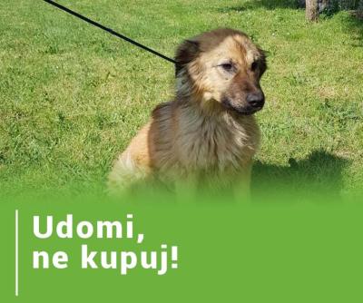 Apel JKP "Čistoće": Udomi, ne kupuj!