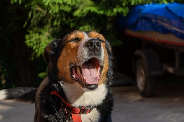 Zašto psi laju na neke ljude, a druge potpuno ignorišu? Stručnjaci imaju ODGOVOR