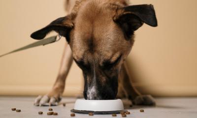 Hrana za odrasle pse treba pažljivo da se bira!