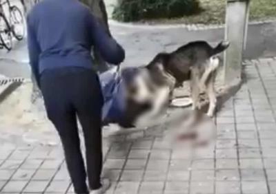 KRVOLOČAN NAPAD Pas lutalica u Somboru rastrgao pudlu kojoj NIJE BILO SPASA (VIDEO)